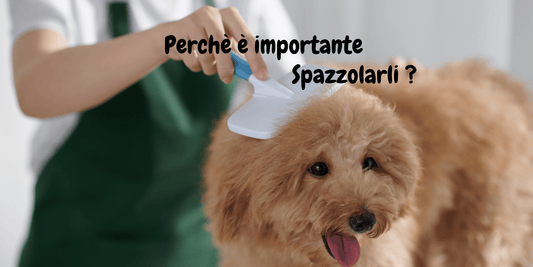 🐶✨ L’importanza di pulire e spazzolare il pelo dei nostri amici a 4 zampe
