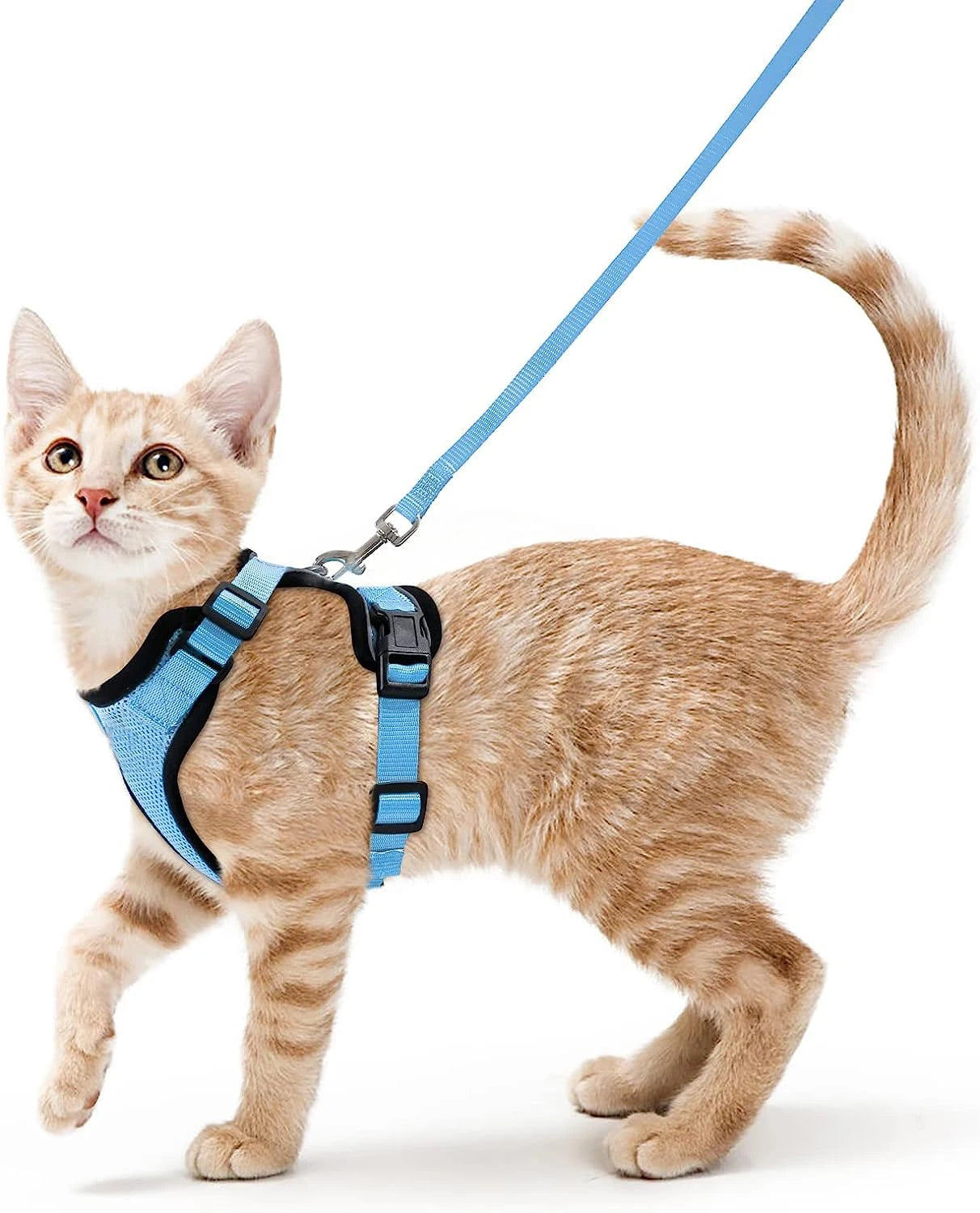 Pettorina e Guinzaglio per Gatti: Passeggiate Sicure e Senza Fughe!
