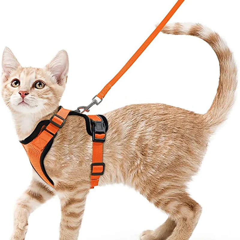 Pettorina e Guinzaglio per Gatti: Passeggiate Sicure e Senza Fughe!