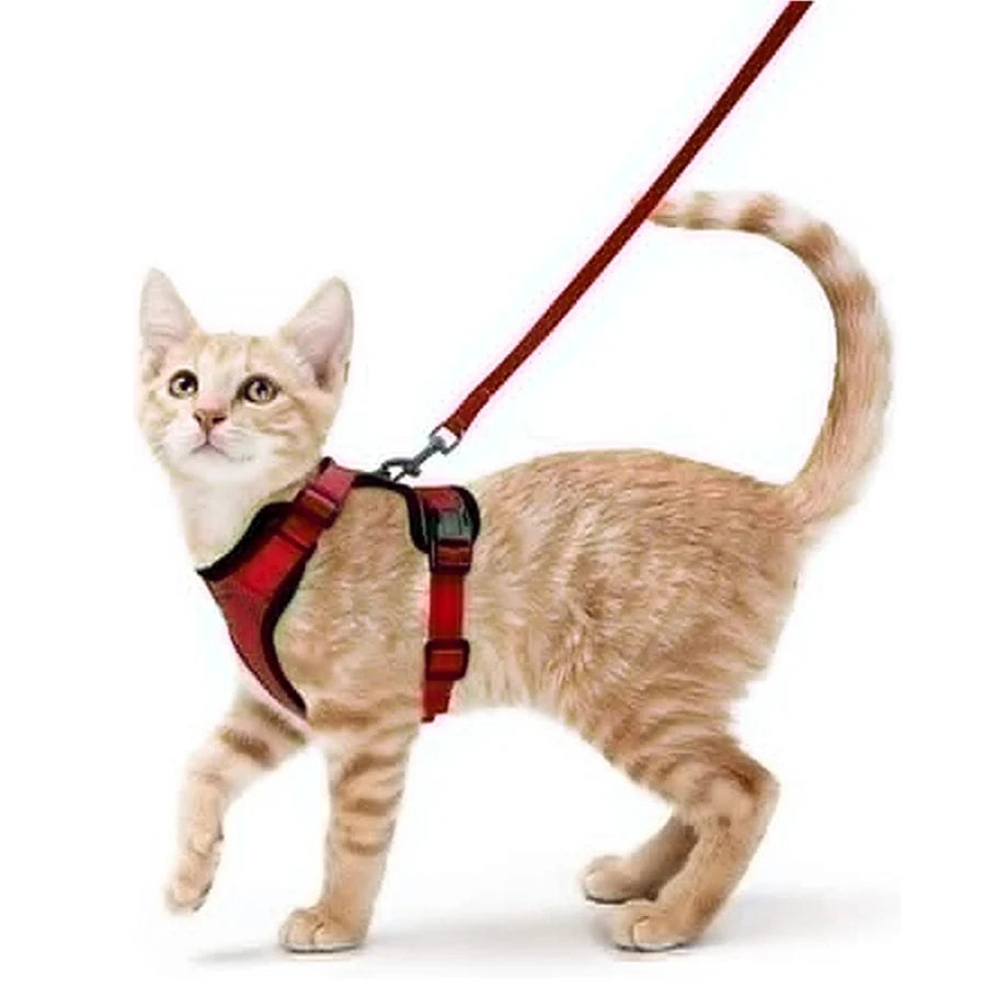 Pettorina e Guinzaglio per Gatti: Passeggiate Sicure e Senza Fughe!