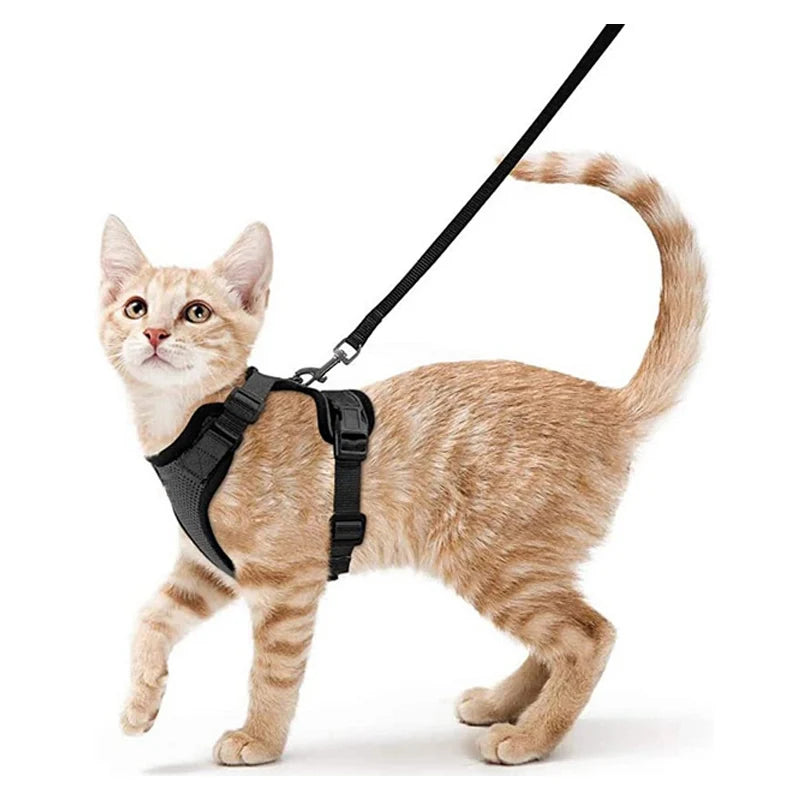 Pettorina e Guinzaglio per Gatti: Passeggiate Sicure e Senza Fughe!